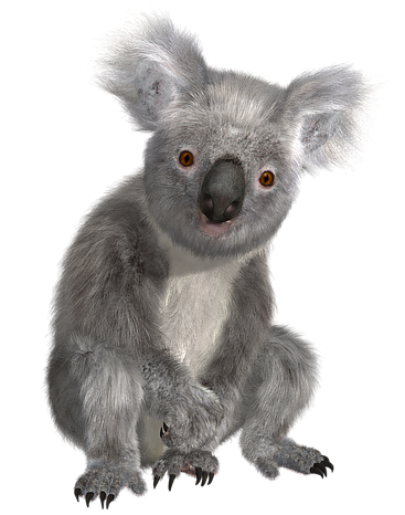 koala australien